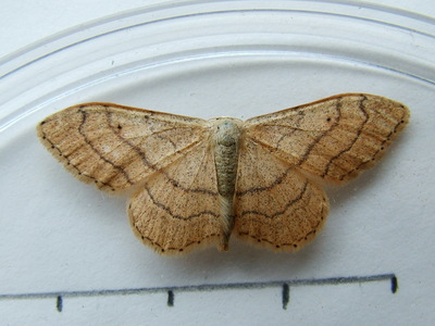 Riband Wave